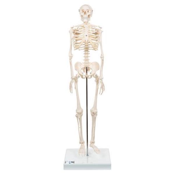 3B Scientific Mini Skeleton Shorty - w/ 3B Smart Anatomy 1000039